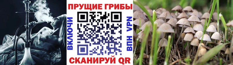 нарко площадка какой сайт  наркотики  Сосновый Бор  Галлюциногенные грибы Psilocybe 